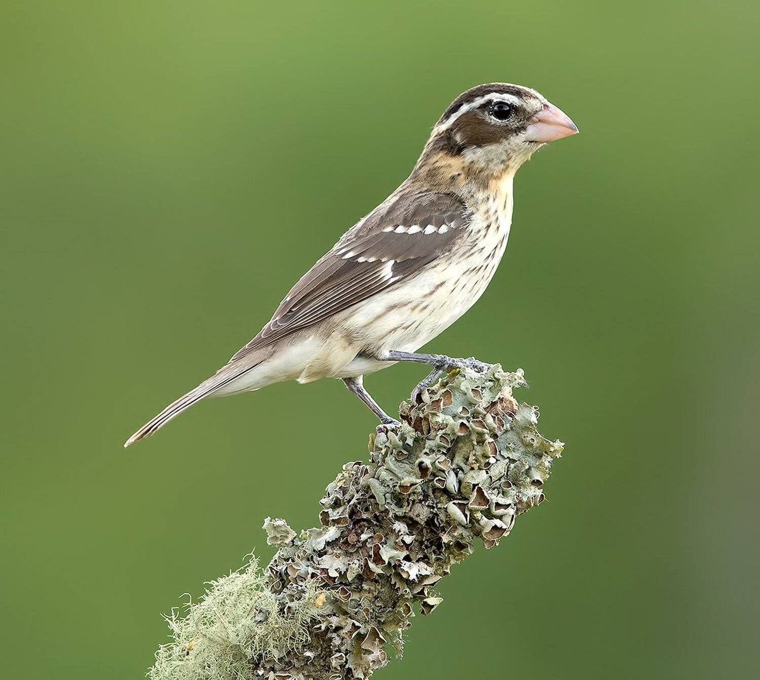красногрудый дубоносовый кардинал, rose-breasted grosbeak, grosbeak, Elizabeth Etkind