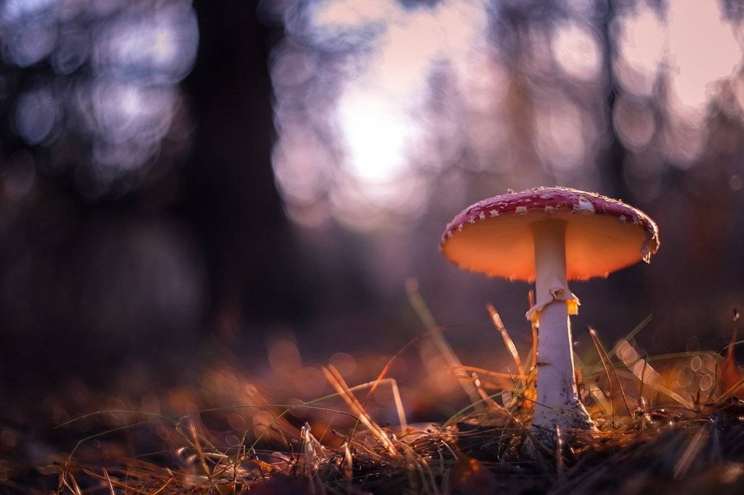 , Вячеслав Мищенко