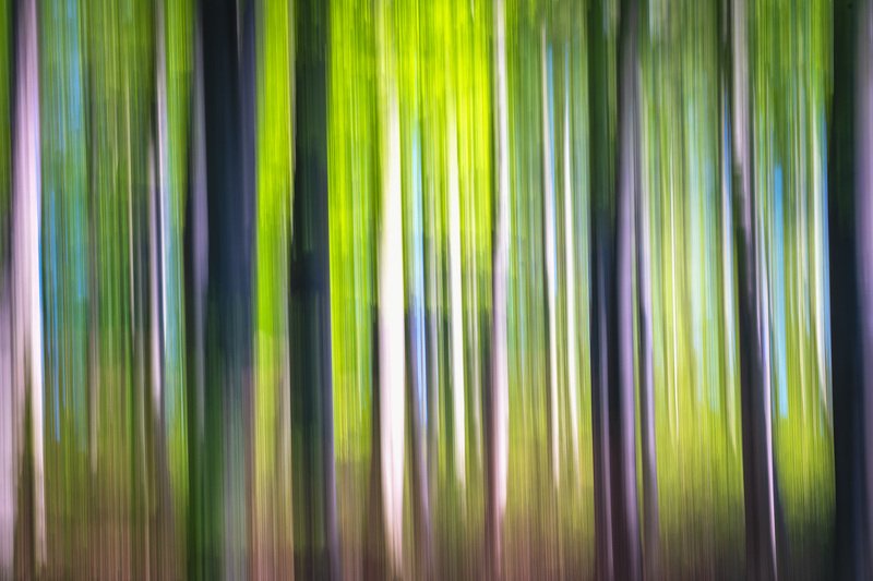 #icm #nature #springtime #natural light #forest #colors #abstract #silhouette Silhouette  II фото превью