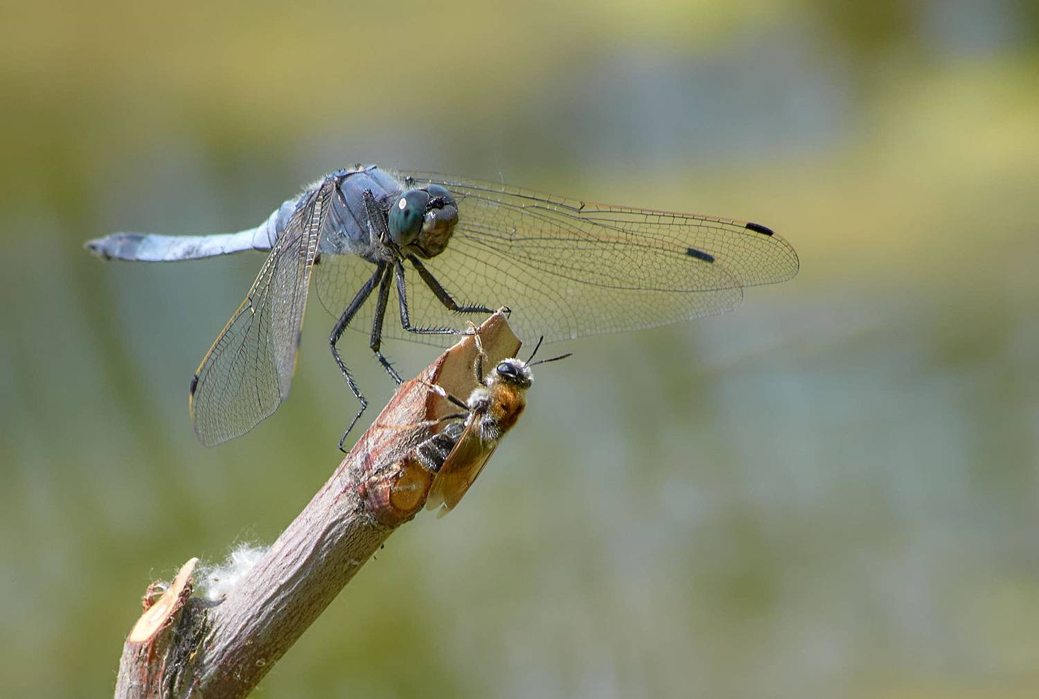 , Вячеслав Владимирович