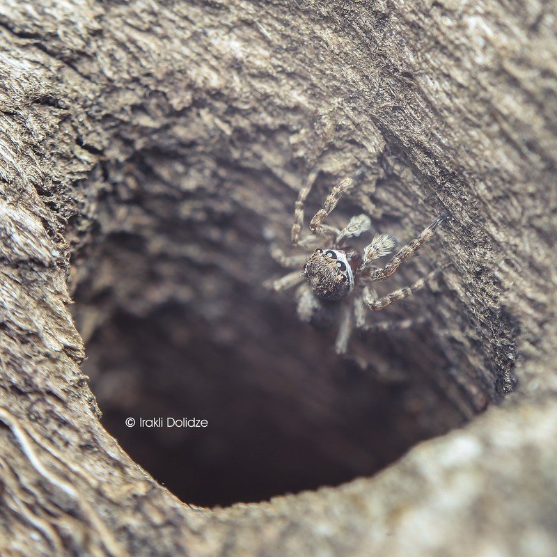spider, canon, nature, morning, light, macro, close up, spring, focus Morning фото превью