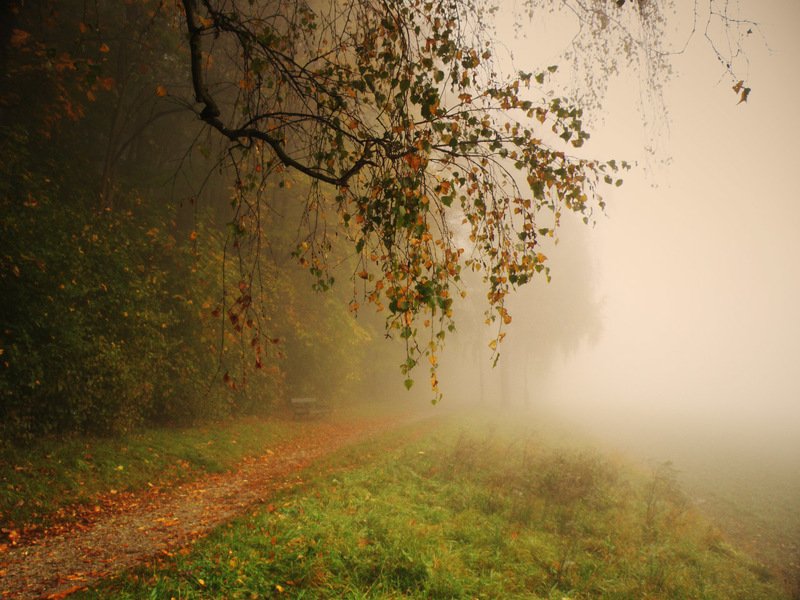 тропинка в туман фото превью