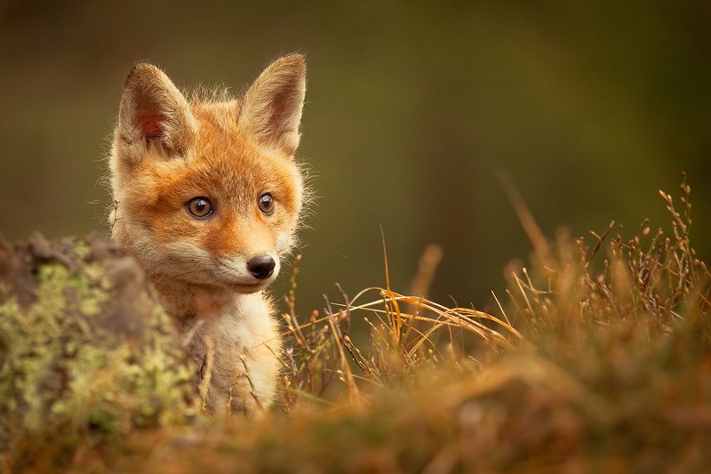 Fox фото превью