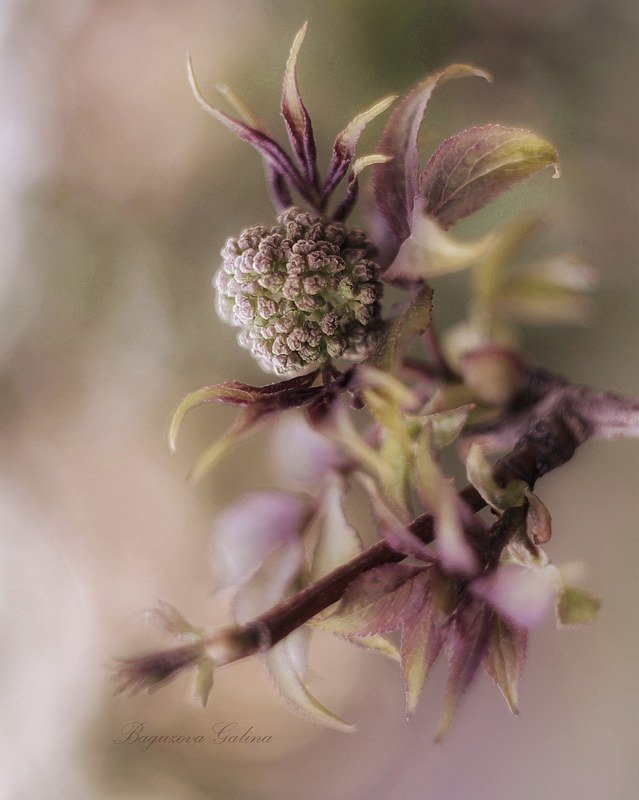 весна, макро, побег, растение, цветы Краски весны фото превью
