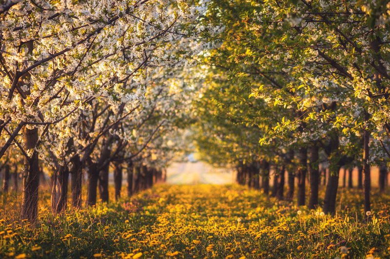 Spring orchard фото превью