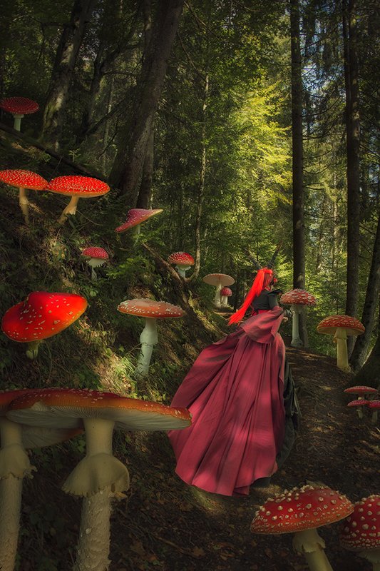 Сказочный лес фото превью