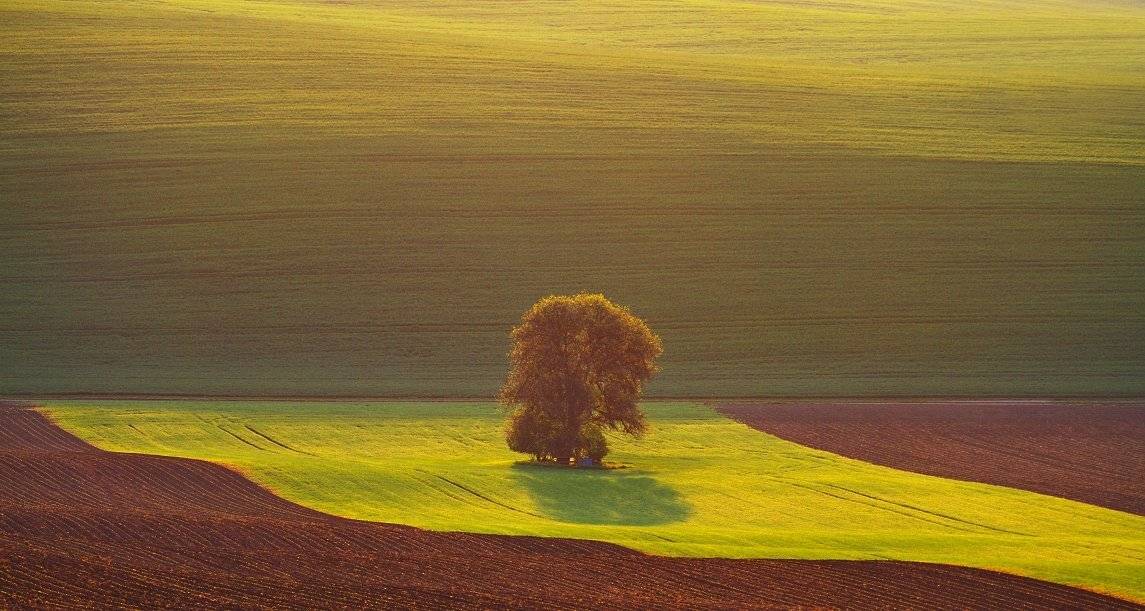 Moravia Toskani, Franti&scaron;ek Uhler