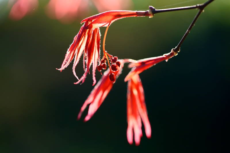south korea, seoul, spring, maple, bokeh, backlight, macro, leave, fatastic, beautiful, red Maple new leaves фото превью