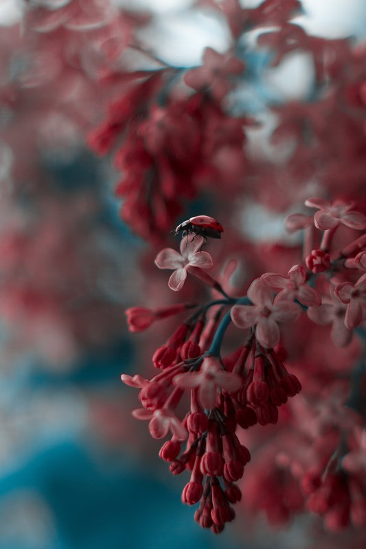 макро, природа, nature, macro, насекомые, insect, божьикоровки, цветы  фото превью