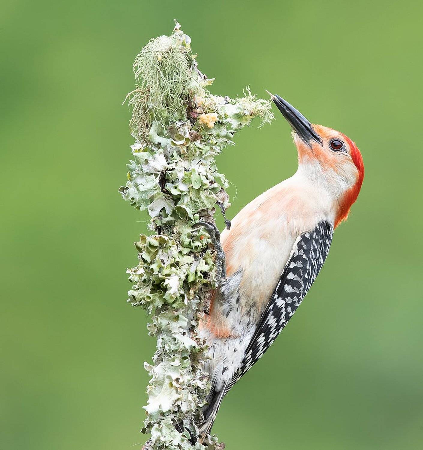 дятел, каролинский меланерпес, red-bellied woodpecker, woodpecker, Elizabeth Etkind