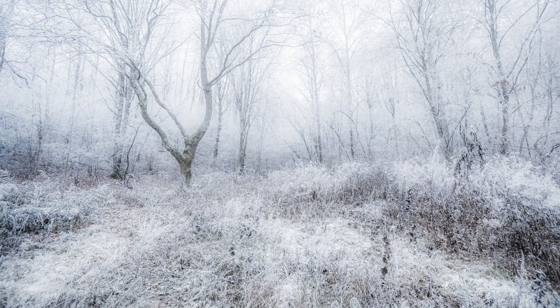 Холодок фото превью