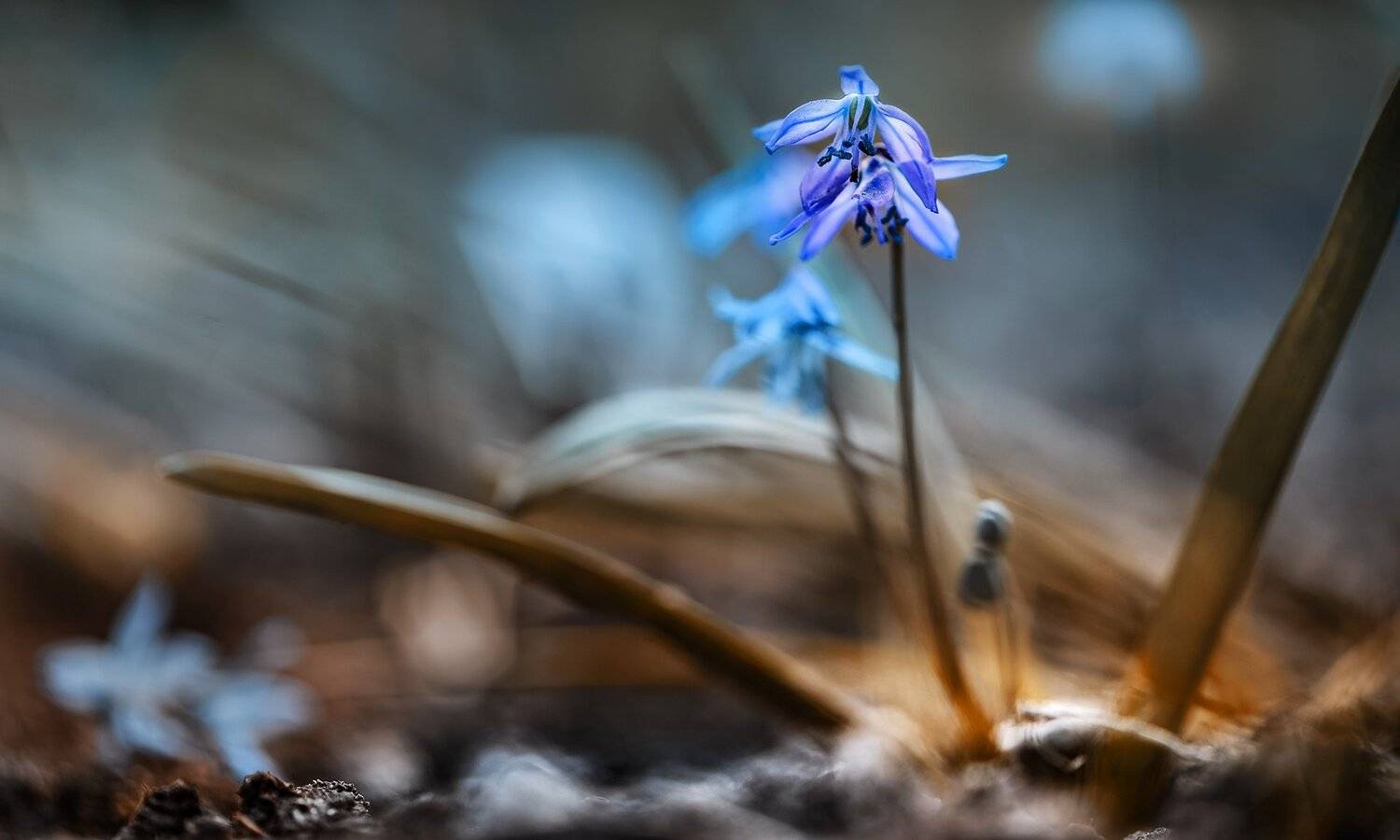 природа, макро, весна, цветы, пролеска, Неля Рачкова