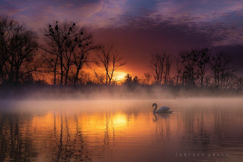 лебедь , озера,zanfoar,landsape,чехия, солнце,никон d750,czech republic Лебединое озеро фото превью