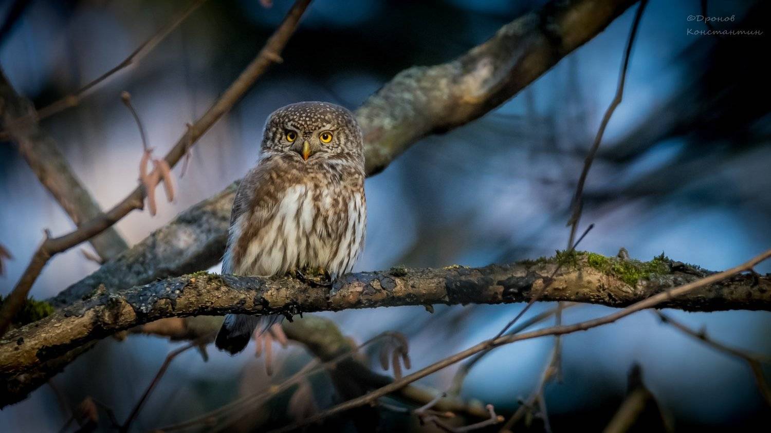 Птицы, Сыч, ФотоОхота, Дронов Константин
