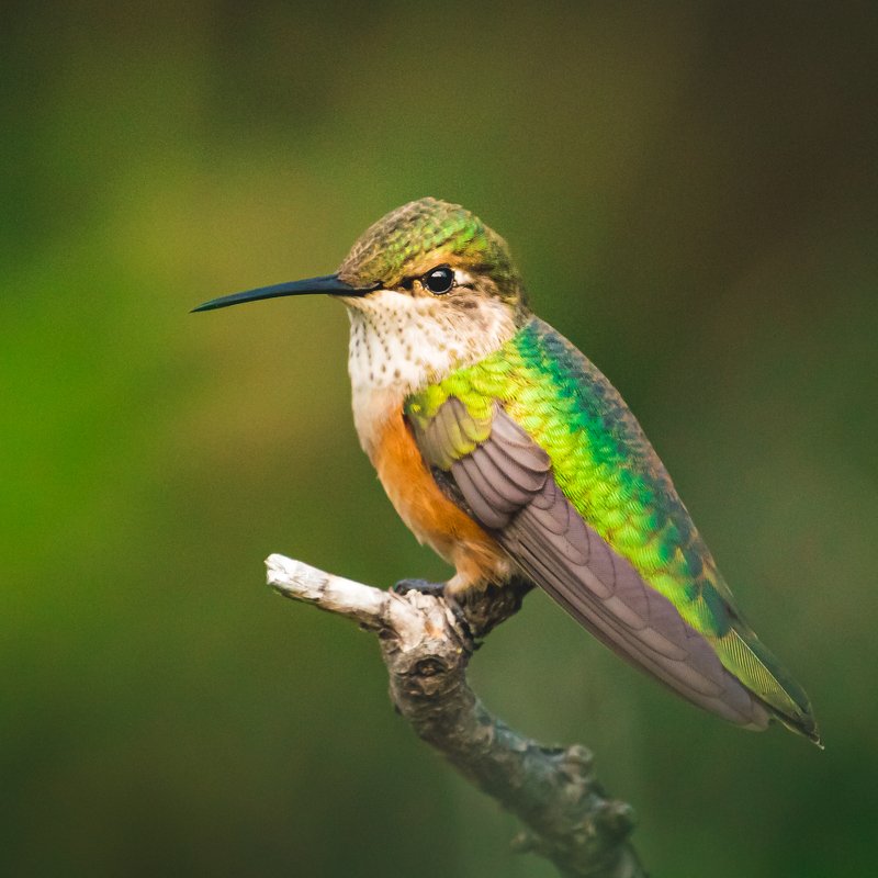 Broad-tailed hummingbird фото превью