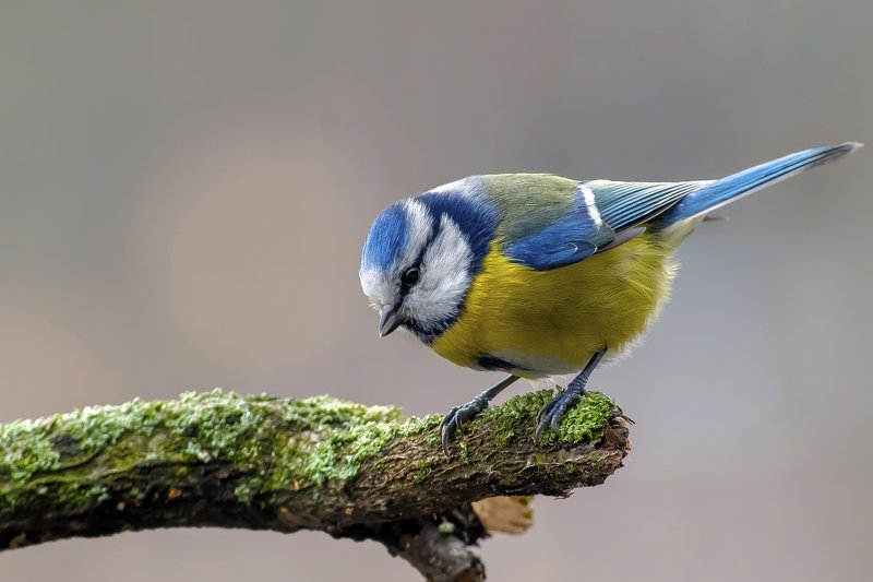 Blue tit фото превью