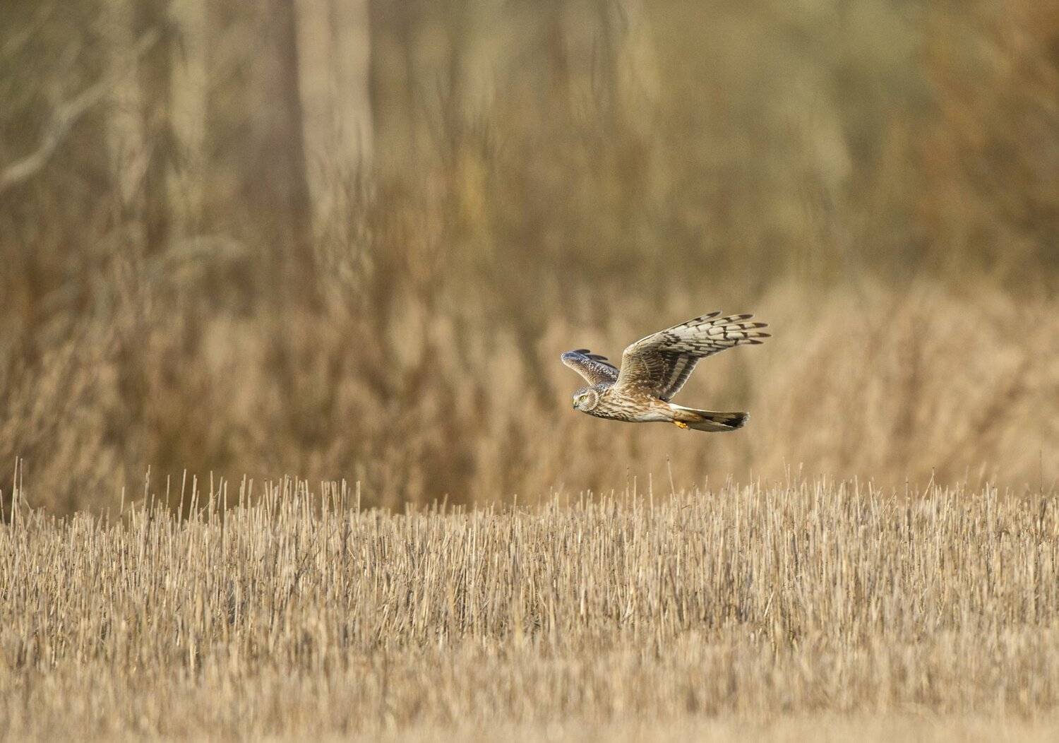 , Юрий Кулаков