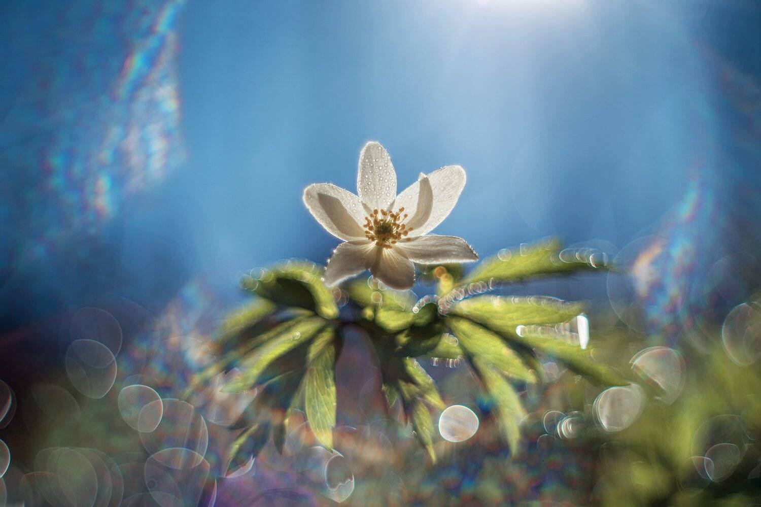 ветреница цветы весна природа красота блин радуга, Анастасия Третьякова