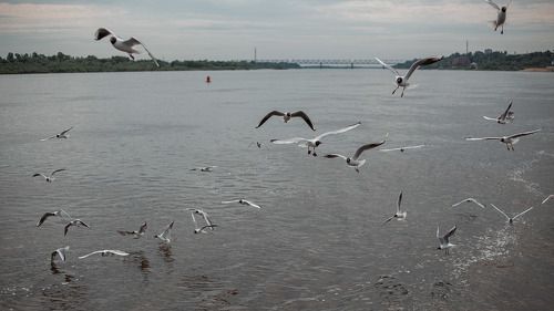 Чайки над Окой