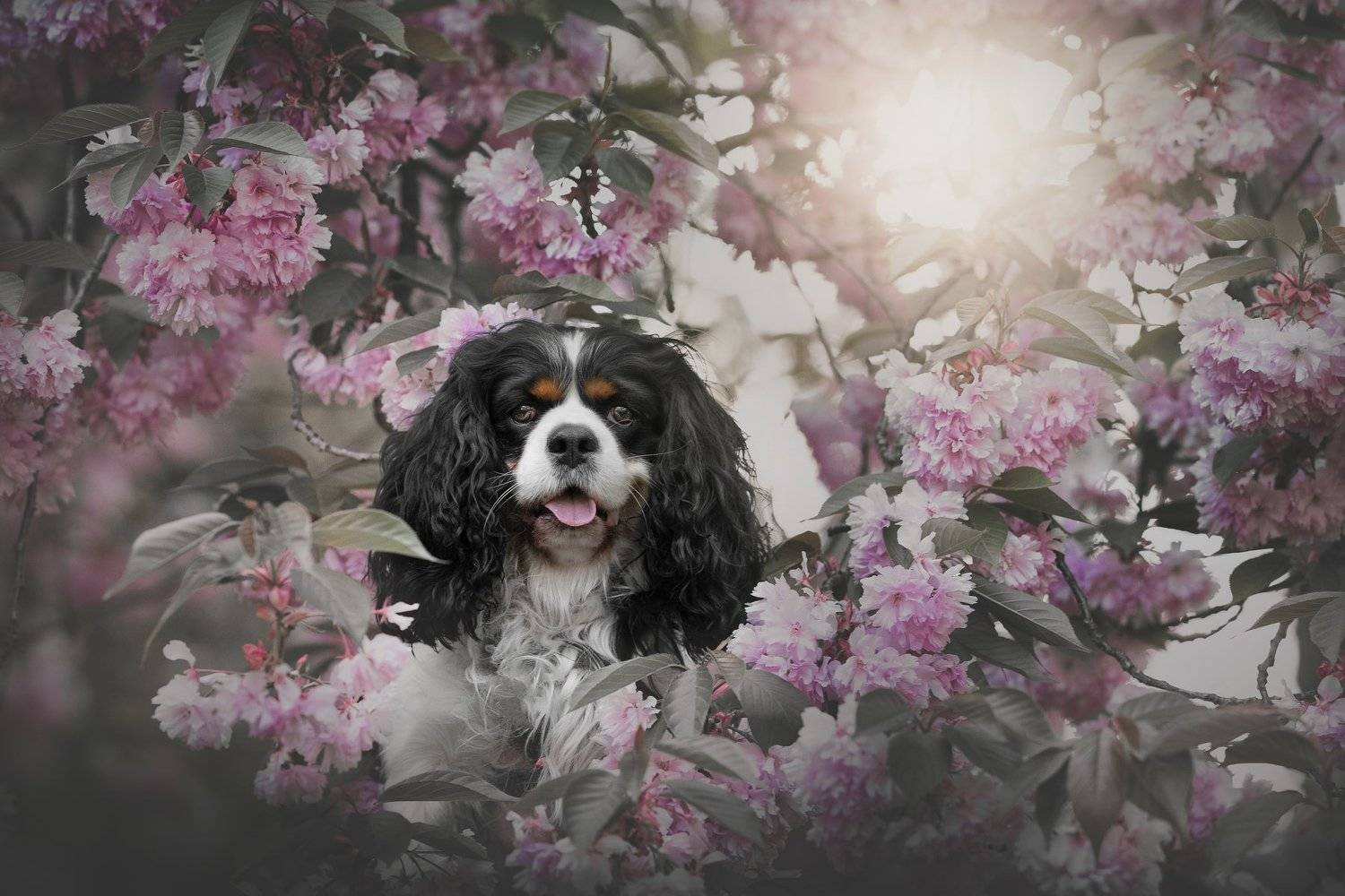 , Alena Trojanovičov&aacute;