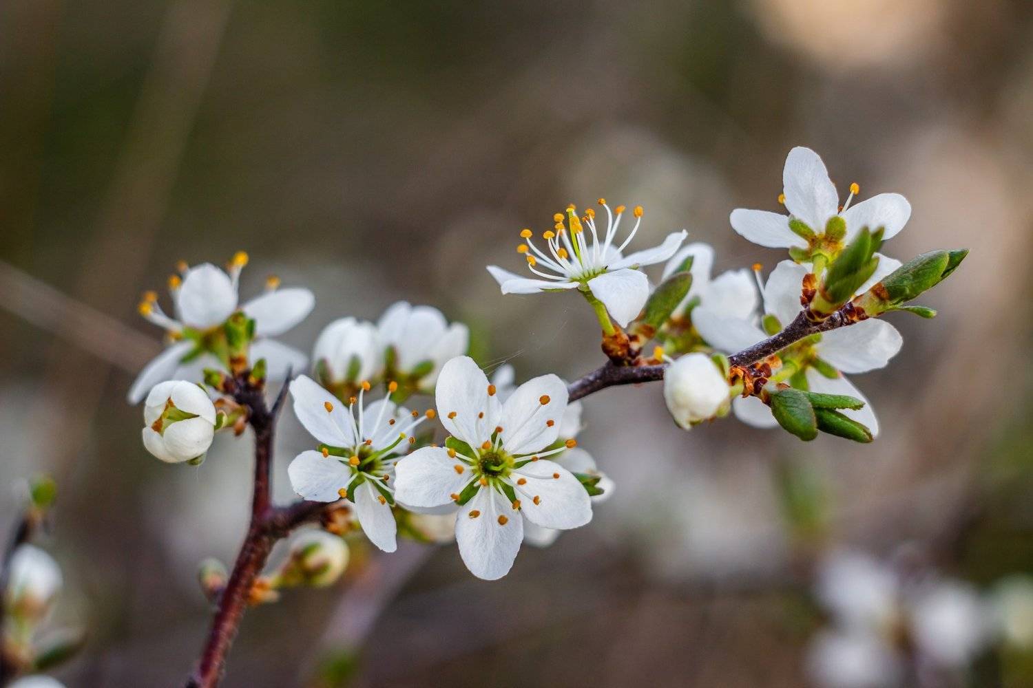 весна, цветы, Руслан Востриков