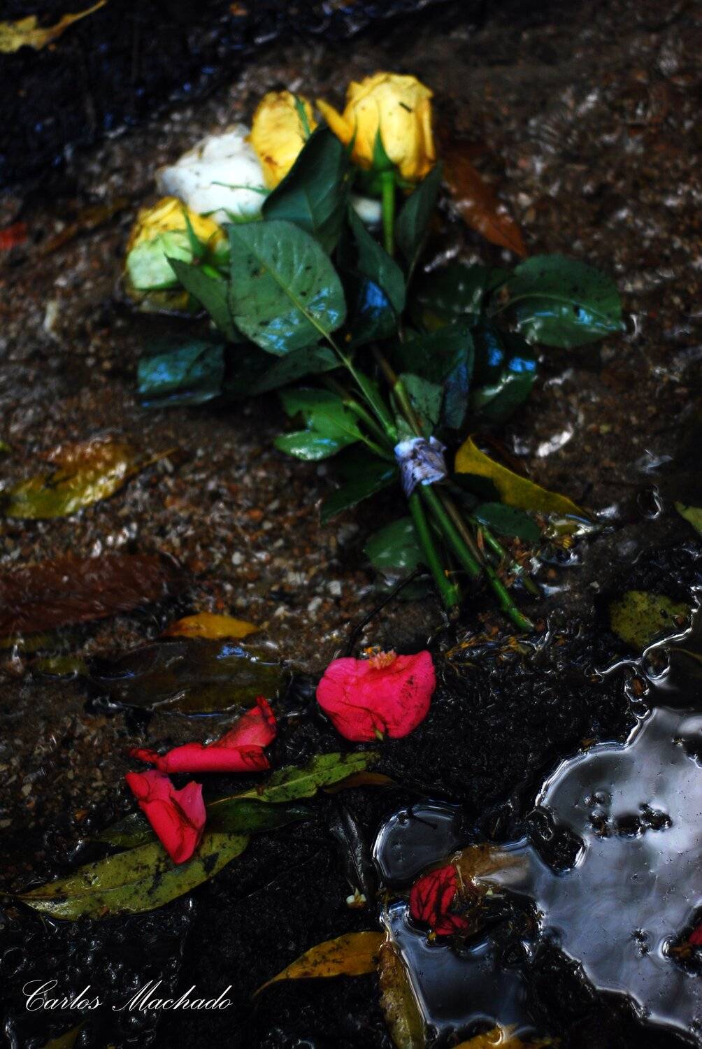 city/architecture, landscapes, street/reportage, abstraction, still life, Carlos Machado