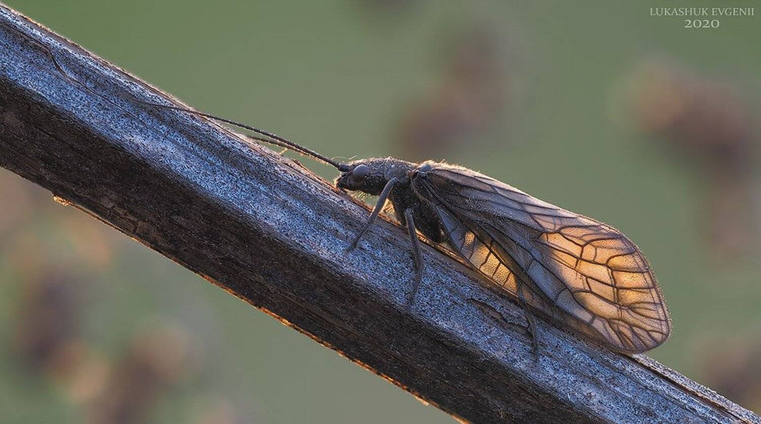 , Евгений Лукашук