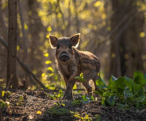 Поросята дикого кабана