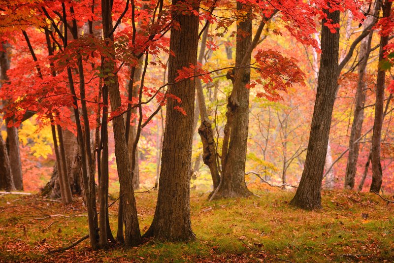 Такая осень... фото превью