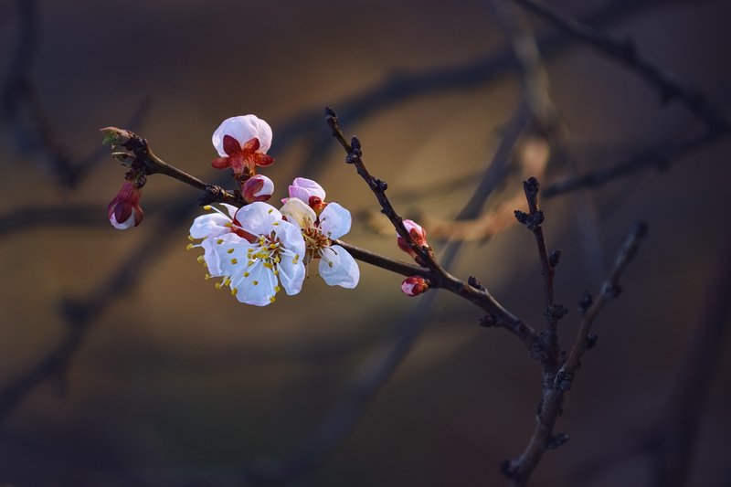 canon 55-250, юпитер-37а, beautiful, красивый, moment, момент, nature, природа, spring, весна, весенний, blossoming, цветущее, tree, дерево, branch, ветка, apricot, абрикос, Вдогонку вечно спешащей весне... фото превью