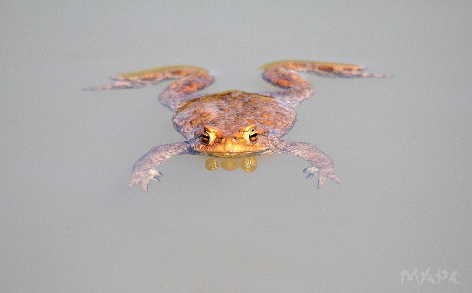 животные земноводные озеро, Шангареев Марс