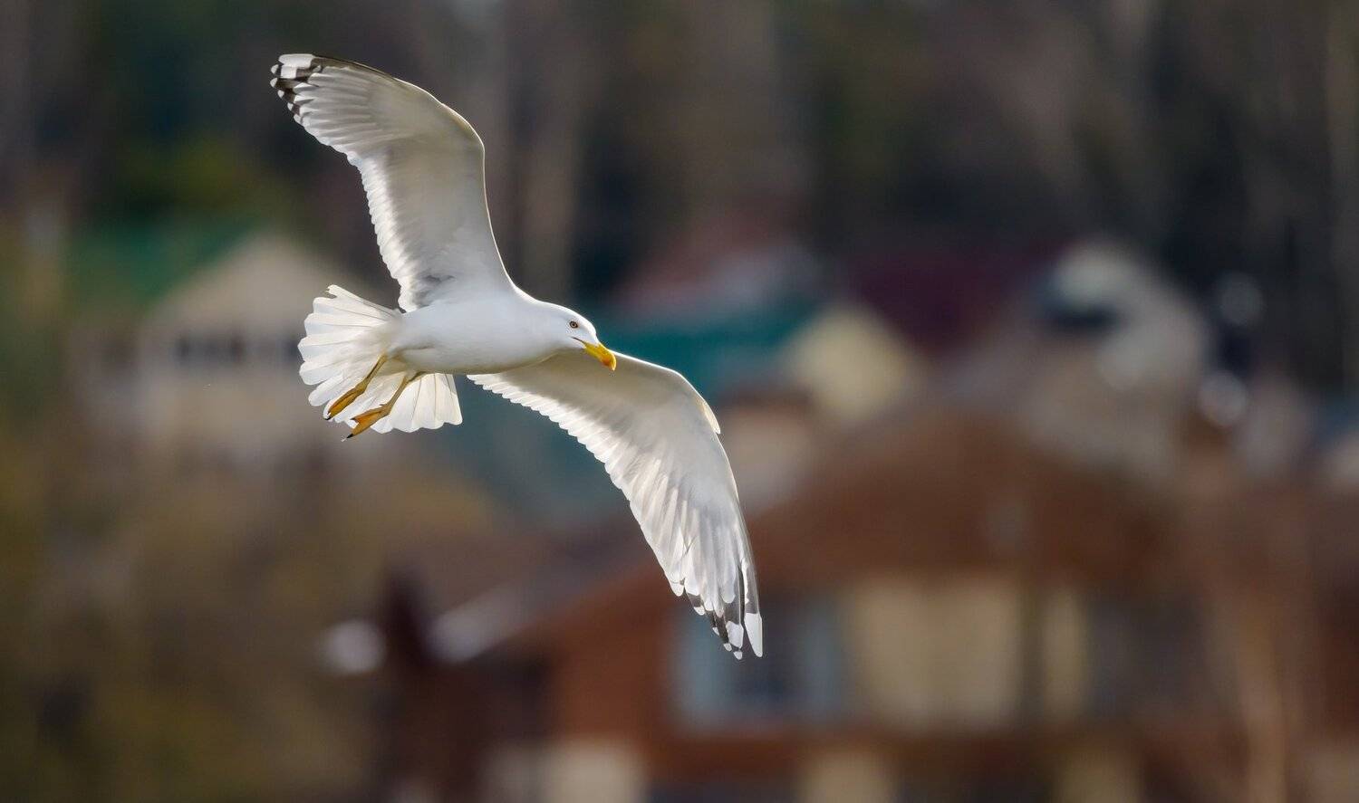 Чайка, хохотунья, село Иславское, Москва река, птица в полёте, крылья, белая птица, Одинцовский район, домики, Larus cachinnans, Ксения Соварцева
