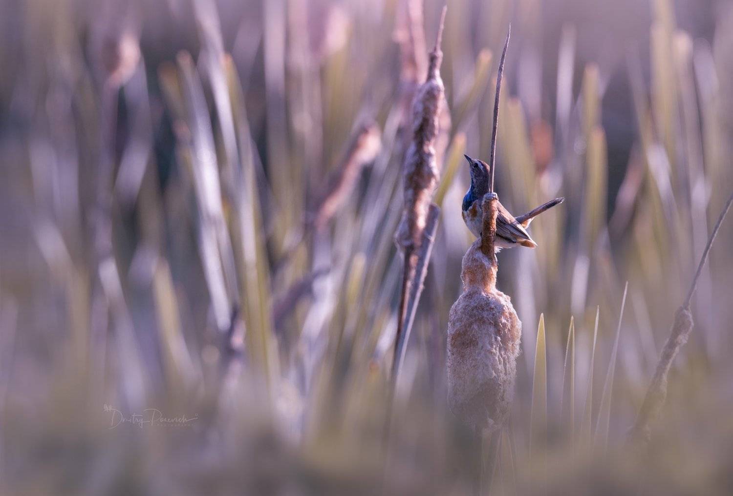 природа, лес, животные, птицы, Дмитрий Посевич