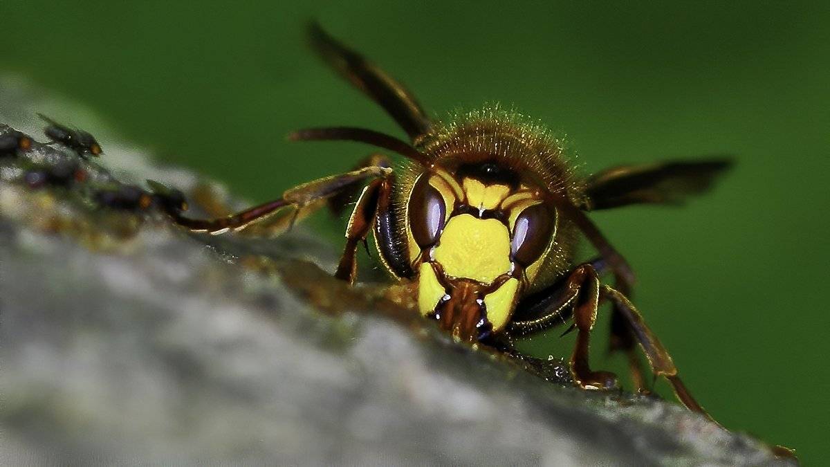 шершень, мухи, еда, Наталия Сытина