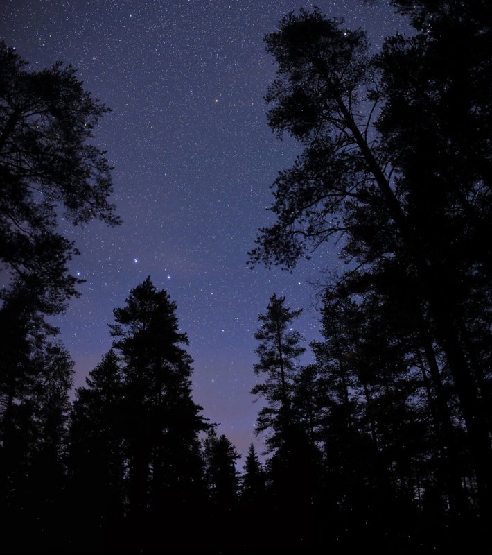 большая медведица созвездие ursa major Где твой медведь? фото превью