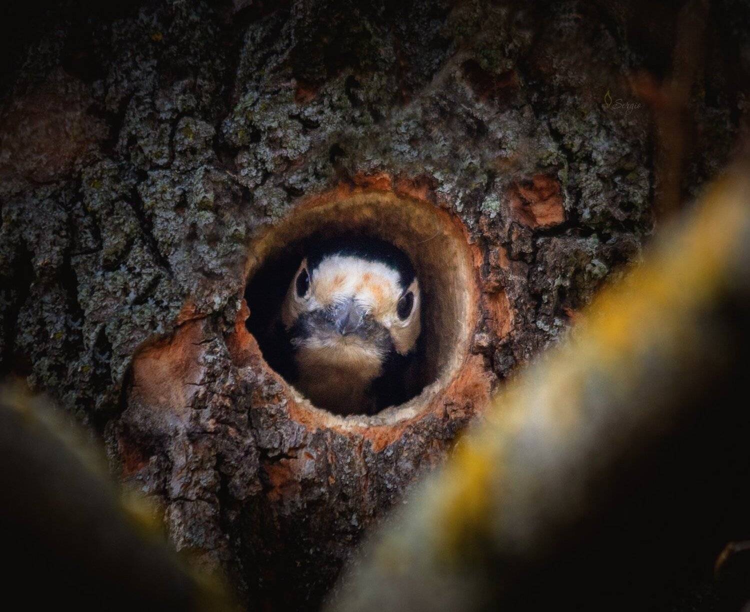 Беларусь, Серж Домбровский