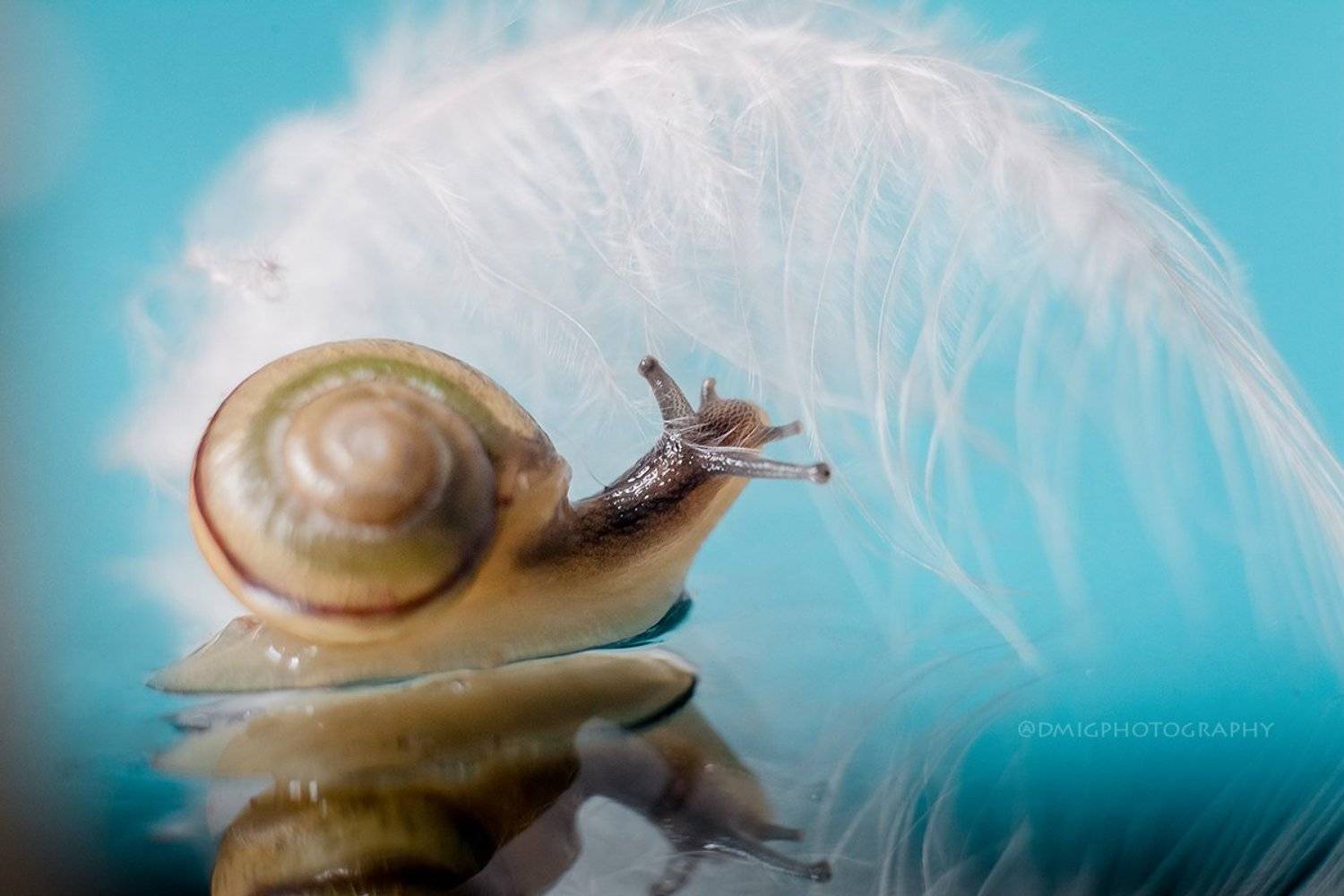 макро, улитка, природа, отражение, зеркало, макромир, , Дмитрий Гусалов