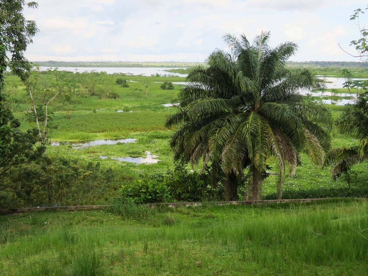 амазонка, икитос, перу, река, природа, пальма, путешествия, Сергей Козинцев