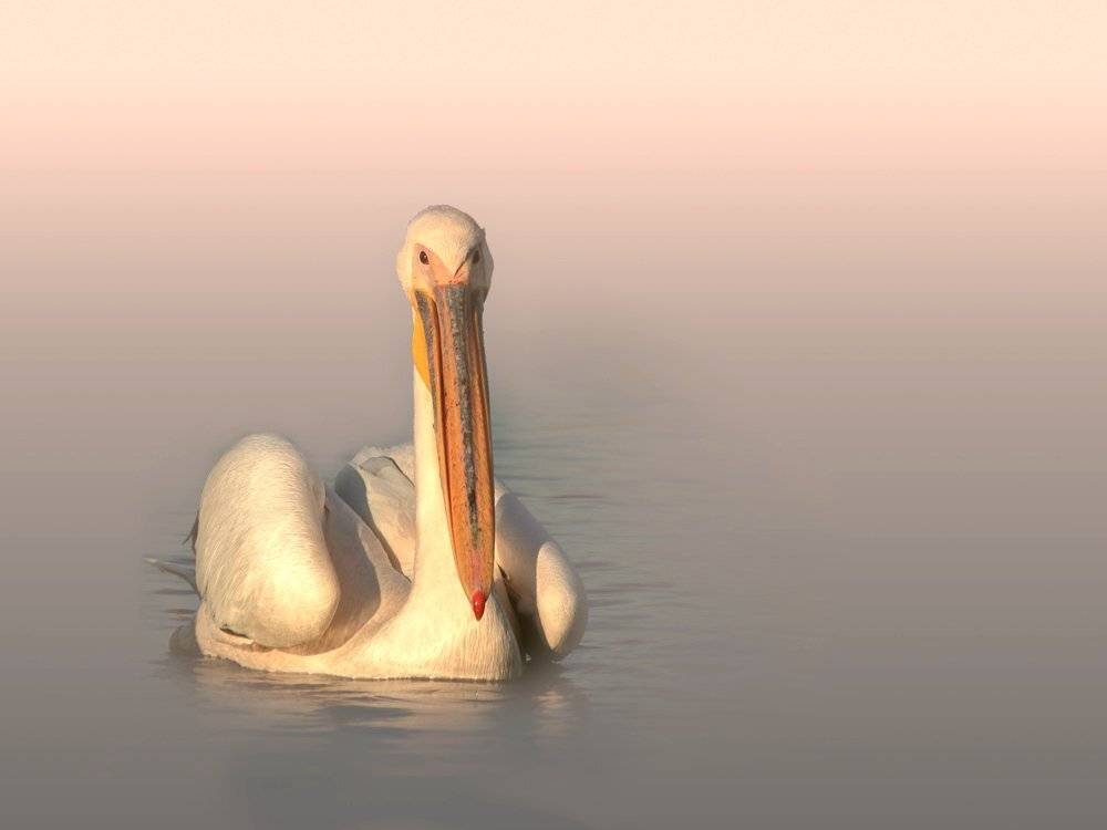 , Георги Славов