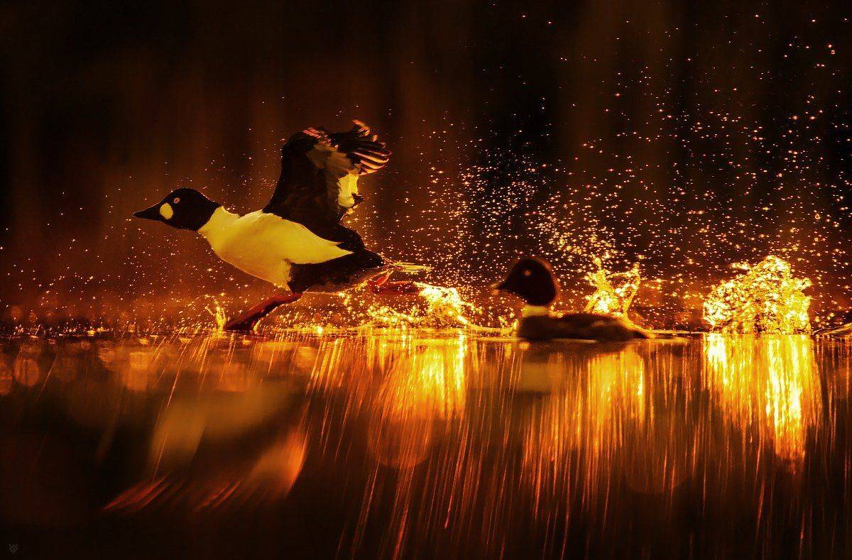 common goldeneye, birds, wildlife, Wojciech Grzanka