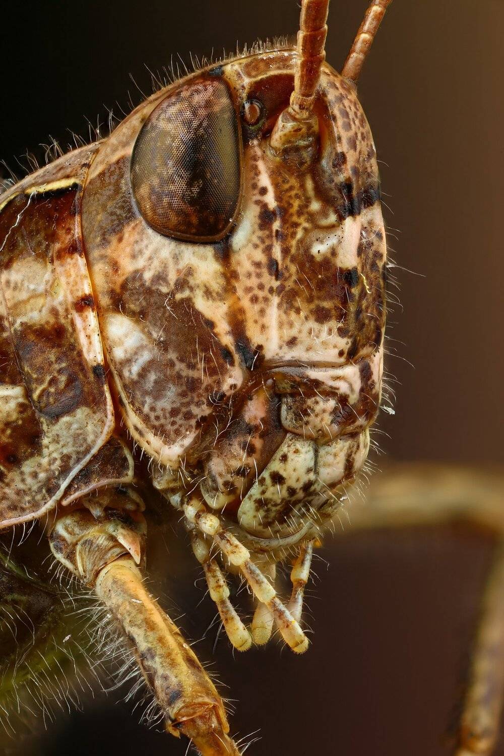 кузнечик,макро,природа,усы,цвет,глаза,портрет,коричневый, Андрей Шаповалов