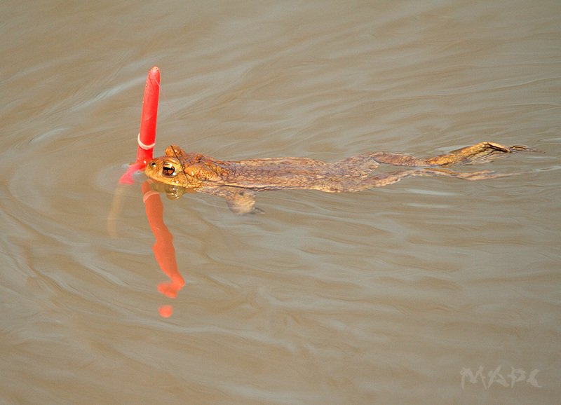животные земноводное озеро весна Рыбы нет фото превью