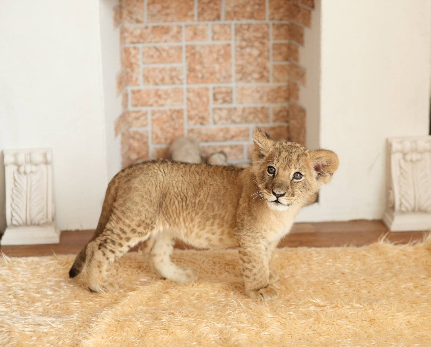 львенок, студия, милый, дикий, Дарья Комарова