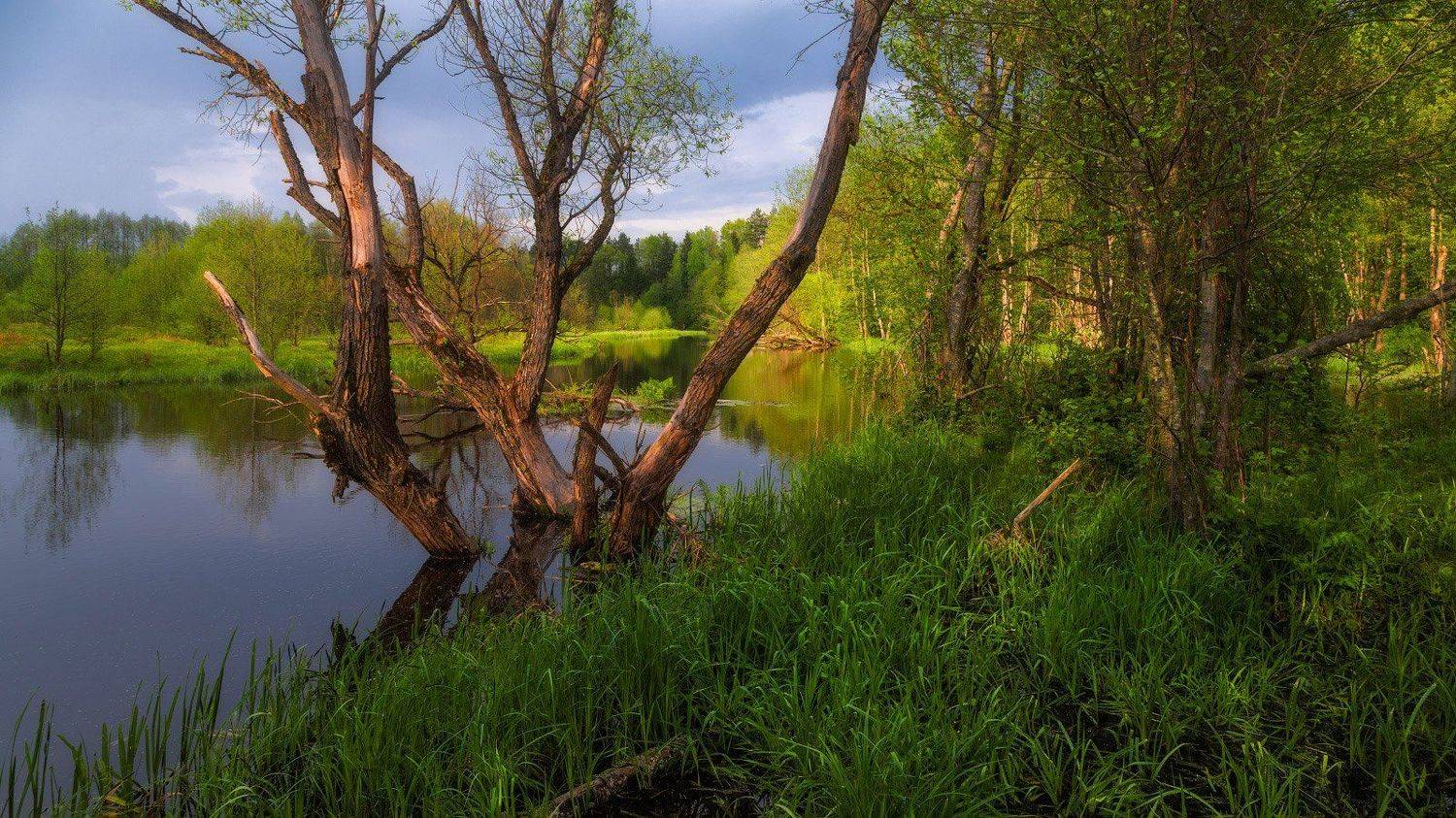 , Михаил Кушнер