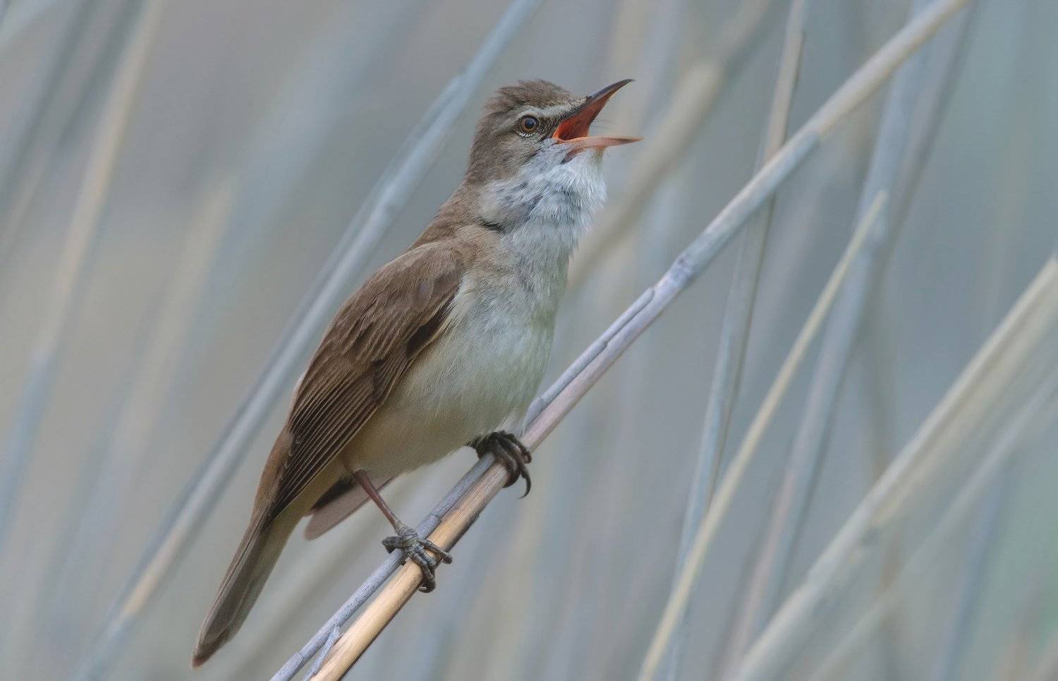 , Alexander Plekhanov