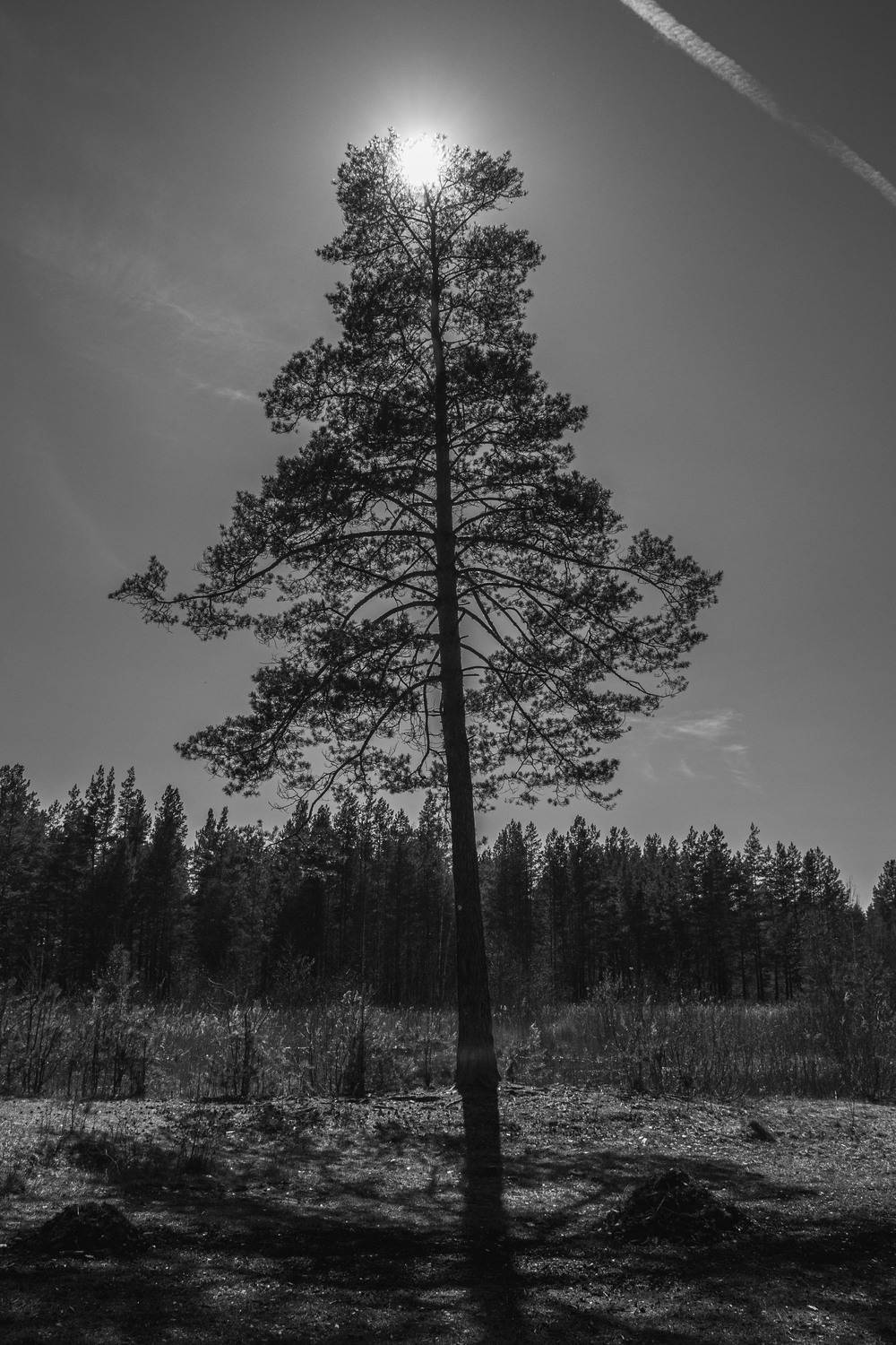 пейзаж, кулебаки, landscape, весна, сосна, день, day, солнце, sun, pine-tree, Владимир Васильев