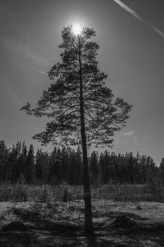 Чёрно-белый пейзаж...