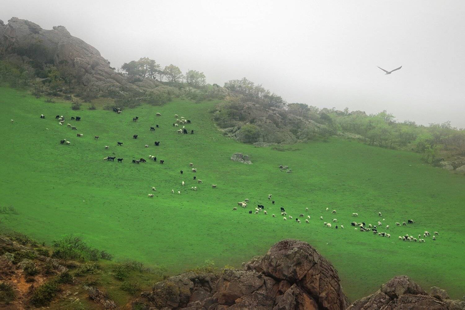 горы,отара,овцы,вершины,пейзаж,небо,деревья,дагестан,природа, Marat Magov