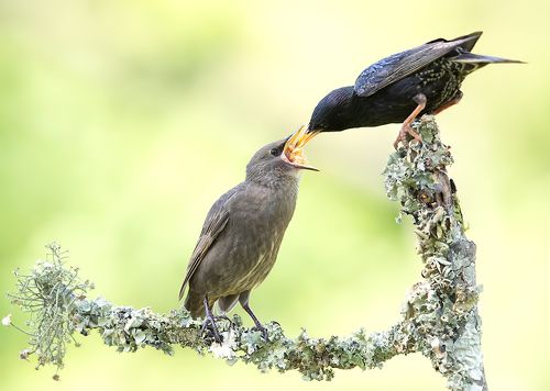 Обыкновенный скворец - European Starling