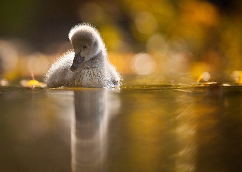 Black swan фото превью